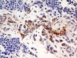SLC31A1/CTR1 Antibody (5E6.1B4) - Azide and BSA Free, Novus Biologicals